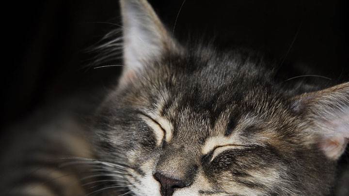 Catty Sleeping At Night Face Closeup